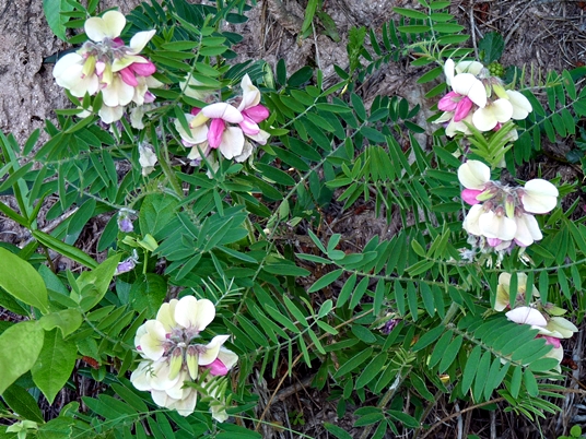 {Tephrosia virginiana}